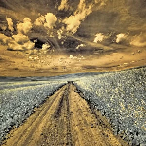 USA, Washington State, Palouse. Backcountry road through canola field and clouds