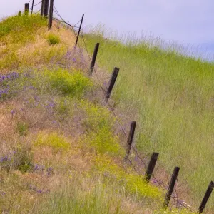 USA, Washington State, Palouse fence line near Winona with vetch and grasses