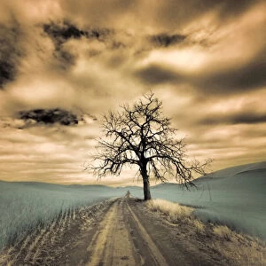 USA, Washington State, Palouse. Infrared of lone tree along side country road