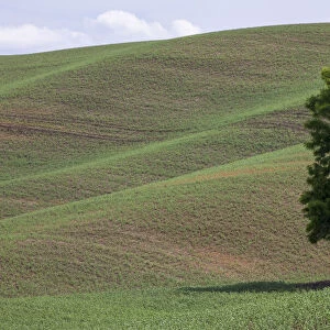 USA, Washington State, Palouse. Lone tree in the field in Colton