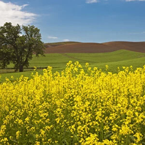 USA, Washington State, Palouse. Lone tree in a field of wheat with canola in the foreground