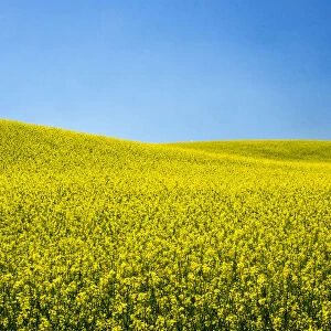 USA, Washington State, Palouse Region. Spring Canola field