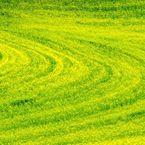 USA, Washington State, Palouse Region. Patterns in Spring Canola field