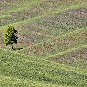 USA, Washington State, Palouse. Single tree in a field in the town of Colton