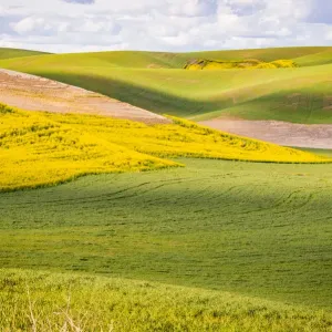 USA, Washington State. Palouse Valley, fields of yellow mustard and other crops