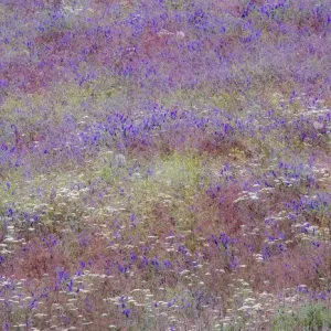 USA, Washington State, Palouse vetch growing along road near Winona