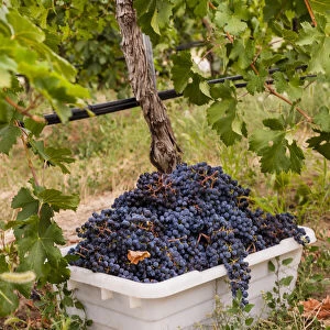 USA, Washington State, Pasco. A bin of merlot grapes at harvest