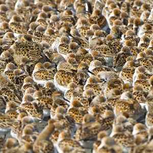 USA, Washington State. An pattern of shorebirds, mostly western sandpiper and a few dunlin