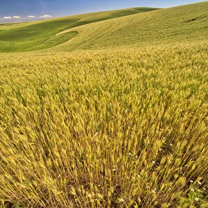 USA, Washington State, Patterns in the fields of wheat