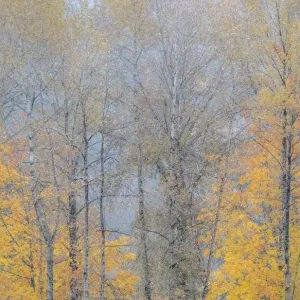 USA, Washington State, Preston, Cottonwoods and Big Leaf Maple trees in fall colors