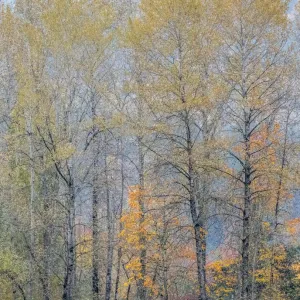 USA, Washington State, Preston, Cottonwoods trees in fall colors