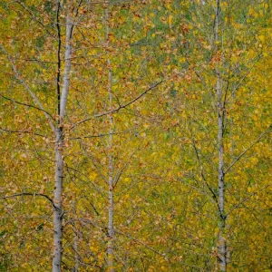 USA, Washington State, Preston and Cottonwood trees in fall colors