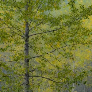 USA, Washington State, Preston with Cottonwoods in fall color