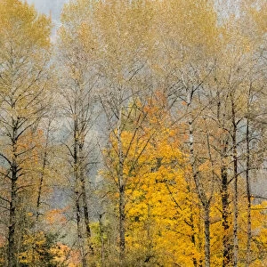 USA, Washington State, Preston, Cottonwoods trees in fall colors