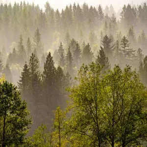 USA, Washington State, Preston Evergreens and Cottonwood trees lifting fog on hillside