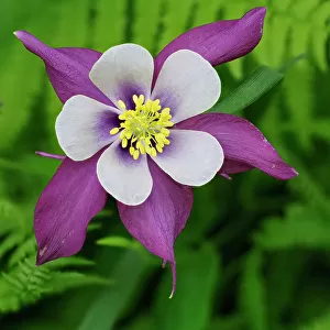 Usa, Washington State. Purple, white and yellow columbine flower in garden