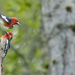 USA, Washington State. Red-breasted Sapsucker (Sphyrapicus ruber) flying from nest