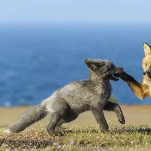 USA, Washington State. Red fox kits playing