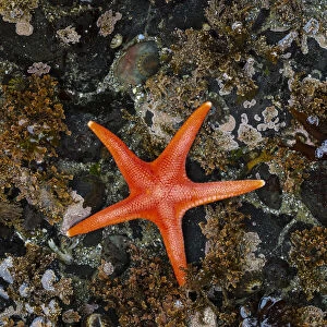 USA, Washington State, Salt Creek Recreation Area. Blood star on beach