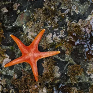 USA, Washington State, Salt Creek Recreation Area. Blood star on beach USA, Washington State, Salt Creek Recreation Area. Blood star on beach