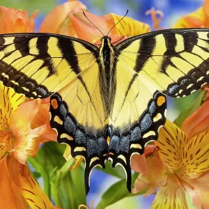 USA, Washington State, Sammamish. Eastern tiger swallowtail buttery on Peruvian lily, Alstroemeria USA, Washington State, Sammamish. Eastern tiger swallowtail buttery on Peruvian lily, Alstroemeria