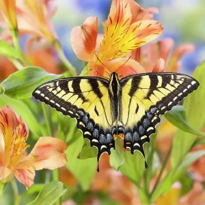 USA, Washington State, Sammamish. Eastern tiger swallowtail buttery on Peruvian lily Alstroemeria USA, Washington State, Sammamish. Eastern tiger swallowtail buttery on Peruvian lily Alstroemeria