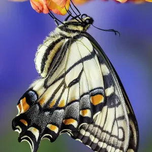 USA, Washington State, Sammamish. Eastern tiger swallowtail buttery USA, Washington State, Sammamish. Eastern tiger swallowtail buttery