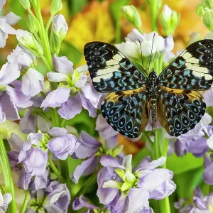 USA, Washington State, Sammamish. Tropical butterfly the cracker buttery, wings out on lavender stock USA, Washington State, Sammamish. Tropical butterfly the cracker buttery, wings out on lavender stock