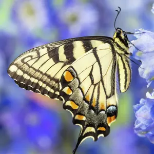 USA, Washington State, Sammamish. Eastern tiger swallowtail buttery on blue delphinium USA, Washington State, Sammamish. Eastern tiger swallowtail buttery on blue delphinium