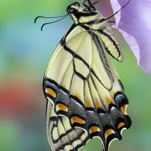 USA, Washington State, Sammamish. Eastern tiger swallowtail buttery on light lavender glad flowers USA, Washington State, Sammamish. Eastern tiger swallowtail buttery on light lavender glad flowers