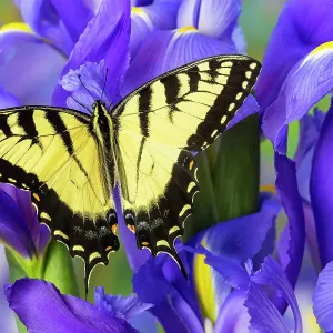 USA, Washington State, Sammamish. Eastern tiger swallowtail buttery on blue Dutch iris USA, Washington State, Sammamish. Eastern tiger swallowtail buttery on blue Dutch iris