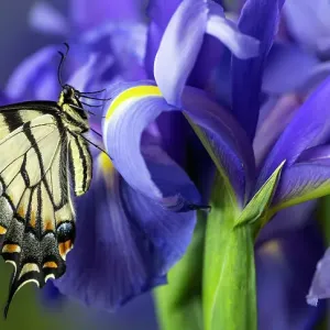 USA, Washington State, Sammamish. Eastern tiger swallowtail buttery on blue Dutch iris USA, Washington State, Sammamish. Eastern tiger swallowtail buttery on blue Dutch iris