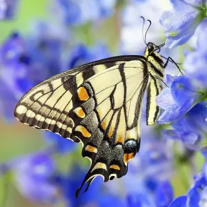 USA, Washington State, Sammamish. Eastern tiger swallowtail buttery on blue delphinium USA, Washington State, Sammamish. Eastern tiger swallowtail buttery on blue delphinium