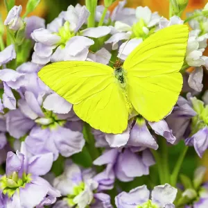USA, Washington State, Sammamish. Sulfur butterfly on lavender stock USA, Washington State, Sammamish. Sulfur butterfly on lavender stock