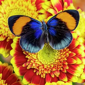 USA, Washington State, Sammamish. Callithea sapphira tropical butterfly on red and yellow gerber daisy USA, Washington State, Sammamish. Callithea sapphira tropical butterfly on red and yellow gerber daisy
