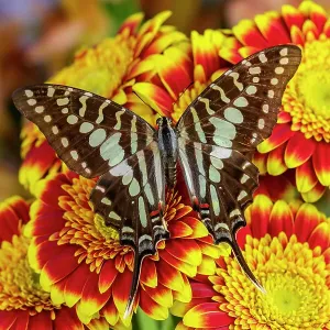 USA, Washington State, Sammamish. Tropical swallowtail butterfly large striped, graphium antheus on flowering red and yellow gerber daisy USA, Washington State, Sammamish. Tropical swallowtail butterfly large striped, graphium antheus on flowering red and yellow gerber daisy
