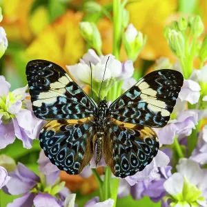 USA, Washington State, Sammamish. Tropical butterfly the cracker buttery, wings out on lavender stock USA, Washington State, Sammamish. Tropical butterfly the cracker buttery, wings out on lavender stock