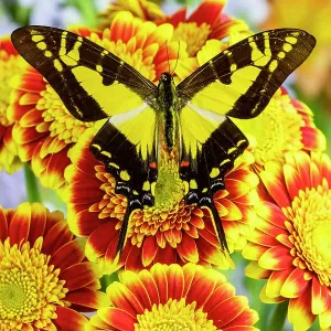 USA, Washington State, Sammamish. Tropical butterfly the orange kite, Eurytides thyastes on red and yellow gerber daisy USA, Washington State, Sammamish. Tropical butterfly the orange kite, Eurytides thyastes on red and yellow gerber daisy