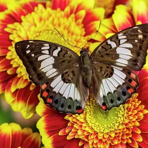 USA, Washington State, Sammamish. Tropical male butterfly Euthalia adonia resting on some yellow and red gerber daisy flowers USA, Washington State, Sammamish. Tropical male butterfly Euthalia adonia resting on some yellow and red gerber daisy flowers