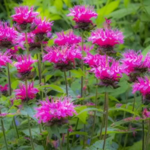 USA, Washington State, Sammamish and our garden with pink Bee Balm