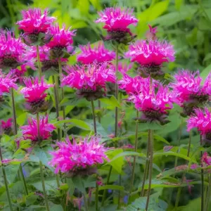 USA, Washington State, Sammamish and our garden with pink Bee Balm