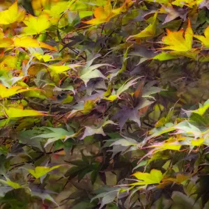 USA, Washington State, Sammamish Japanese Maple leaves