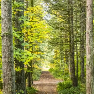 Sammamish Trail Print USA Washington State Sammamish Trail Print USA Washington State