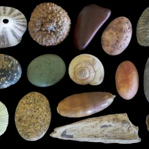 Seabeck Shells and Rocks Print Seabeck Shells and Rocks Print