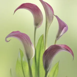 Seabeck Calla Lily Close-up Print Seabeck Calla Lily Close-up Print