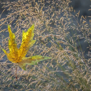 USA, Washington State, Seabeck. Autumn bigleaf maple leaf caught in grasses