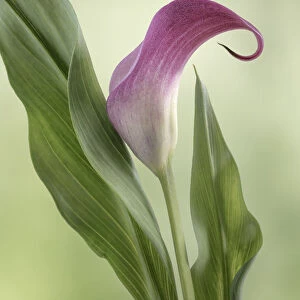 USA, Washington State, Seabeck. Calla lily close-up