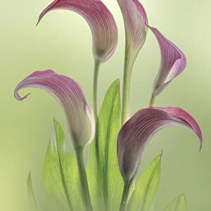 USA, Washington State, Seabeck. Calla lily flowers close-up