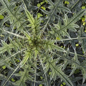 USA, Washington State, Seabeck. Close-up of thistle plant
