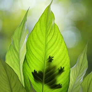 USA, Washington State, Seabeck. Composite of frog on leaf